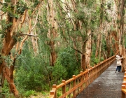 Bosque de Arrayanes 2