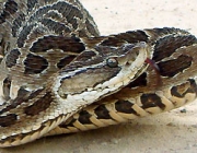 Bothrops Pubescens (Jararaca-Pintada) 1