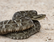 Bothrops Pubescens (Jararaca-Pintada) 2