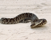 Bothrops Pubescens (Jararaca-Pintada) 3