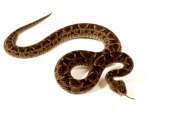 Bothrops Pubescens (Jararaca-Pintada) 4