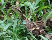 Bothrops Pubescens (Jararaca-Pintada) 5