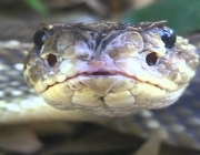 Bothrops Pubescens (Jararaca-Pintada) 6