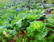 Cultivo de Hortaliças  Brassicaceae 1