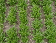 Cultivo de Hortaliças  Brassicaceae 4