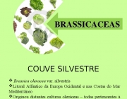 Brassicaceae Hortaliças 1