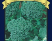 Brócolis de Cabeça 3