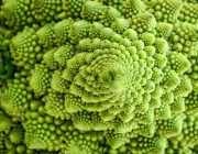 Brocolis Romanescu 1