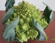 Brocolis Romanescu 6