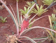 Bromeliaceae 1