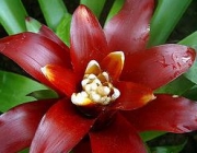 Bromeliaceae 2