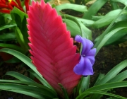 Bromeliaceae 4