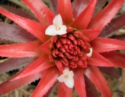 Bromeliaceae 5