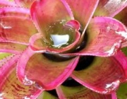 Bromeliaceae 6