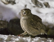 Blakiston's Fish Owl (Bubo blakistoni) with Trout