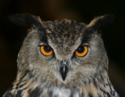 Bubo Real 3