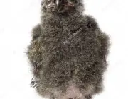 Snowy Owl chick, Bubo scandiacus, 19 days old against white background