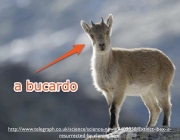 Bucardo 4