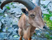 Bucardo Mountain Goat, one extincting species