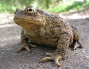 Bufo Bufo 1