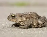 Gewone pad, bufo bufo, Common toad