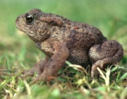 Bufo Bufo 6