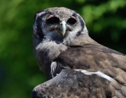 Close up portrait of a Verreaux's eagle owl (Bubo lacteus)