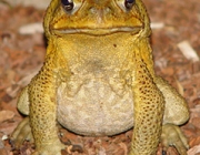 Bufo Marinus 1