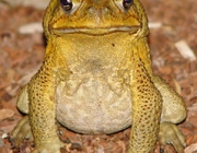 Bufo Marinus 1