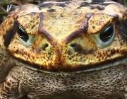 Bufo Marinus 2