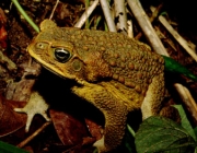 Bufo Marinus 3