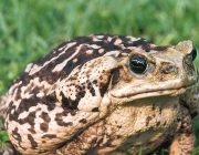 Bufo Marinus 4