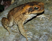 Bufo Marinus 5