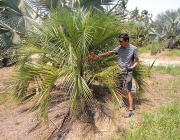 Butia Purpurascens 1