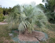 Butia Purpurascens 2