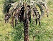 Butia Purpurascens 4