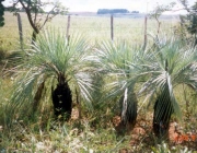 Butia Purpurascens 5