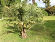 Butia Purpurascens 6