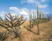 Caatinga 2