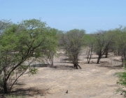 Caatinga 5