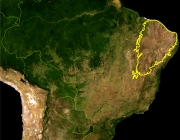 Caatinga 6