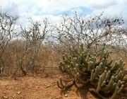 Caatinga Brasileira 1