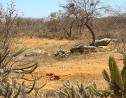 Caatinga Brasileira 3