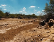 Caatinga Brasileira 4