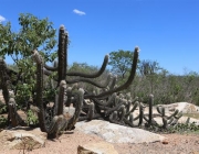 Caatinga Brasileira 5