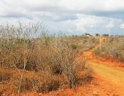 Caatinga Brasileira 6