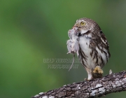 Ferruginous Pygmy-Owl, Glaucidium brasilianum