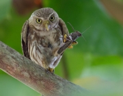 Caburé Chico ( Glaucidium brasilianum ) - Comendo 2