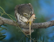 Ferruginous Pygmy-Owl, Glaucidium brasilianum