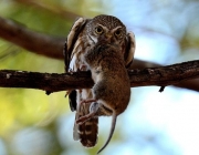 Caburé Chico ( Glaucidium brasilianum ) - Comendo 4